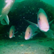 Image for article titled An ancient underwater forest has been discovered in the Gulf of Mexico